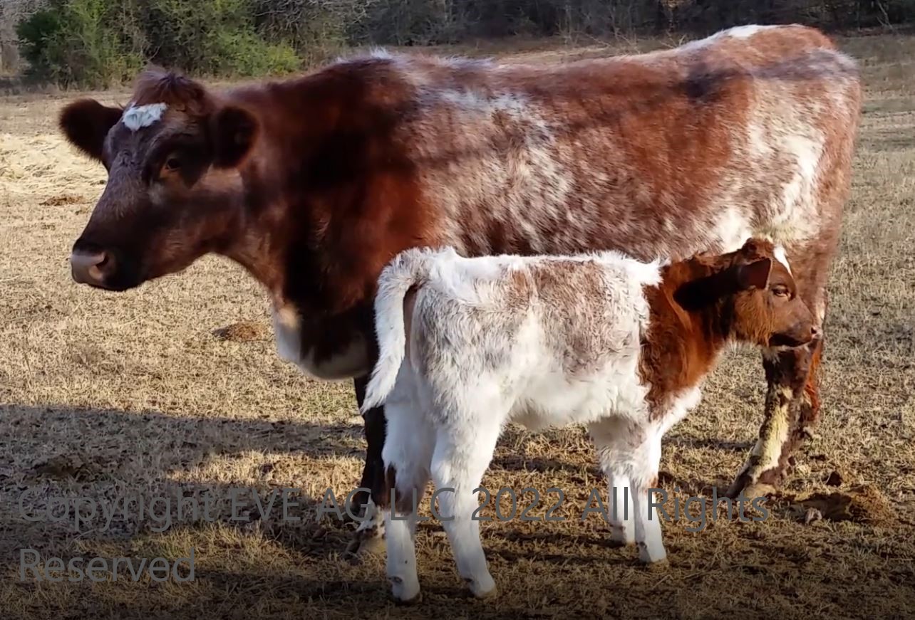 Cow Calf