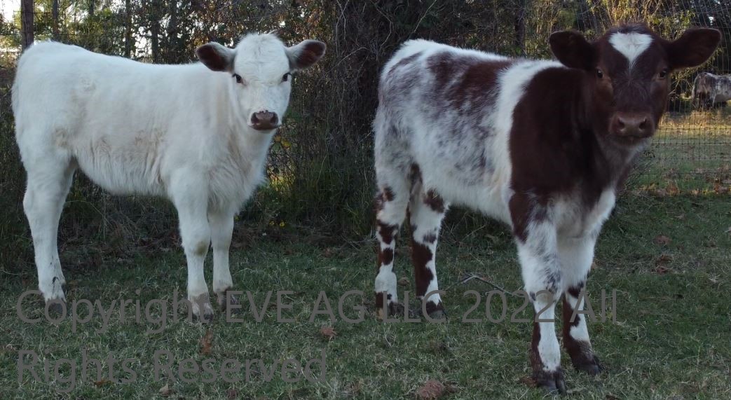 2020 Calf