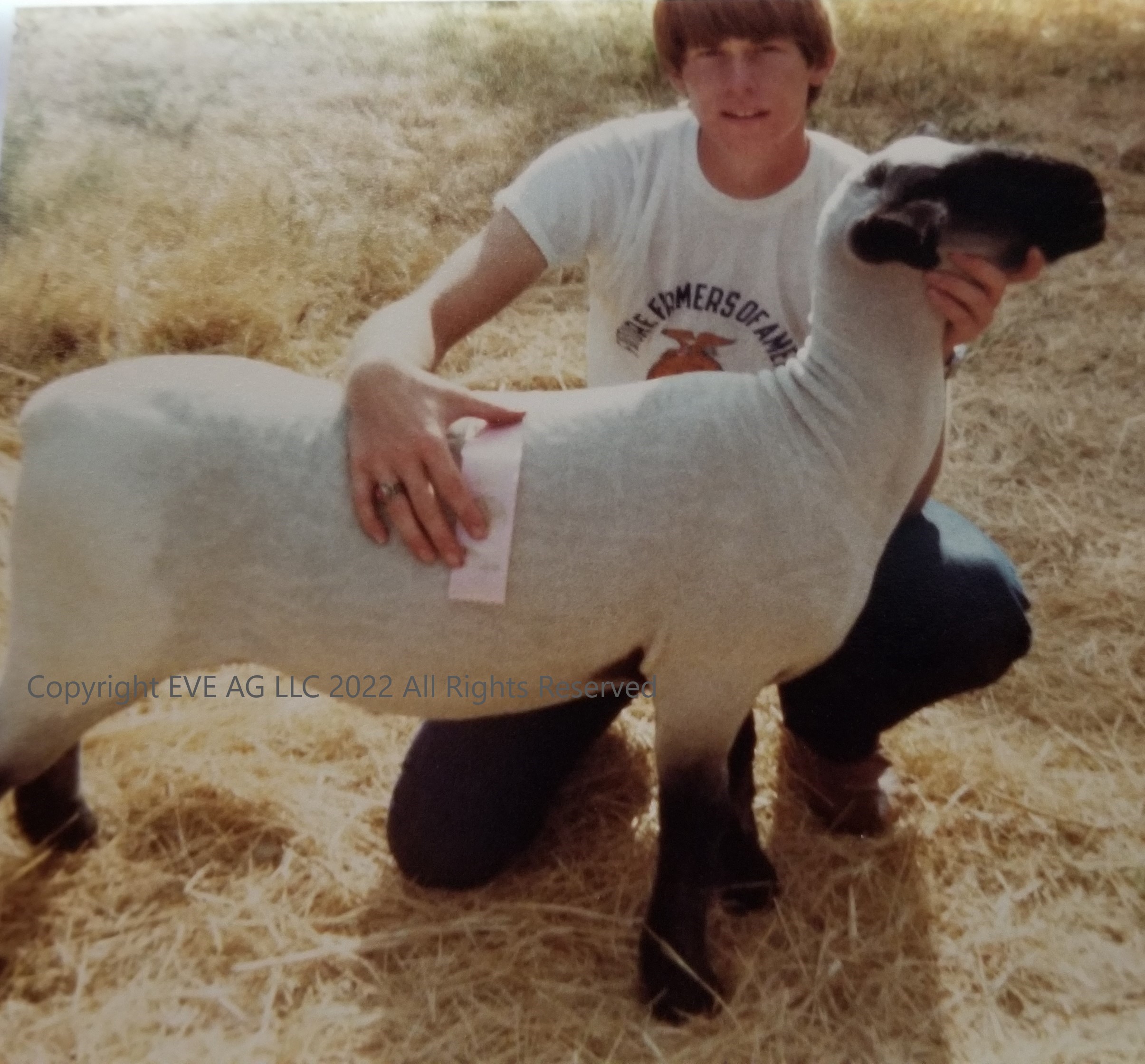 Keith Sheep Pic 4