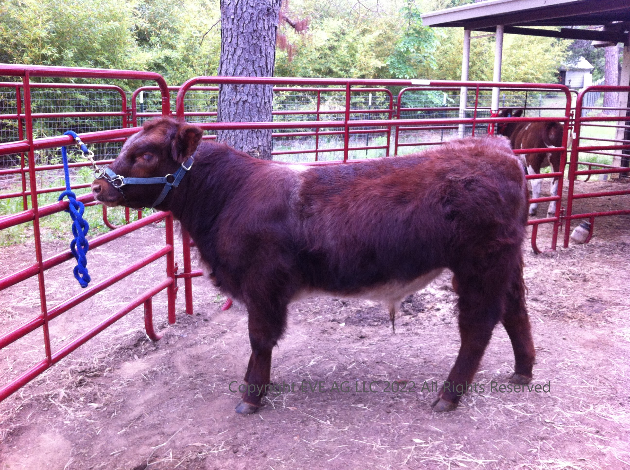 Stonewall bull